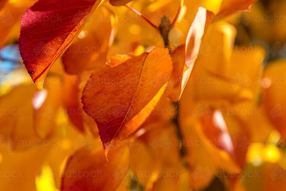 Autumn leaves beginning to fall - Australian Stock Image