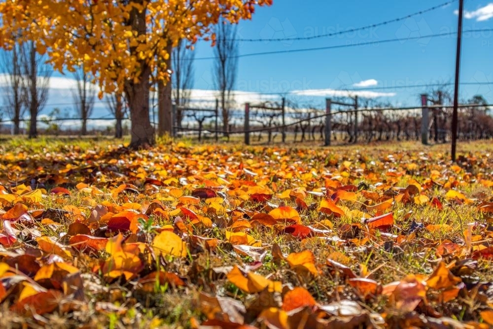 Autumn leaves beginning to fall - Australian Stock Image