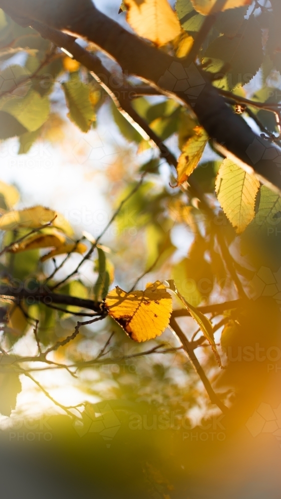 Autumn Leaves during Golden Hour - Australian Stock Image