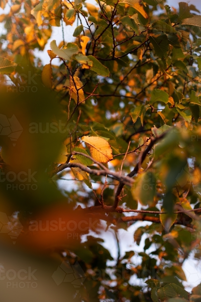 Autumn Leaves During Golden Hour - Australian Stock Image