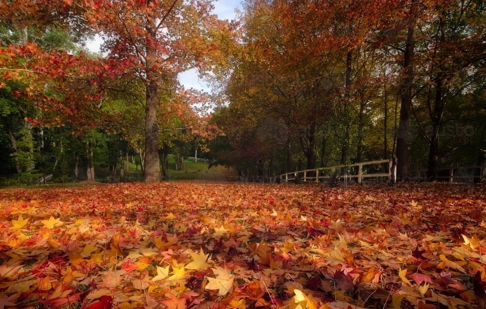 Autumn leaves in a rural setting - Australian Stock Image