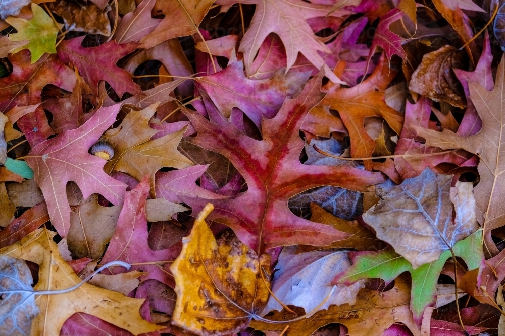 Autumn leaves in Canberra - Australian Stock Image