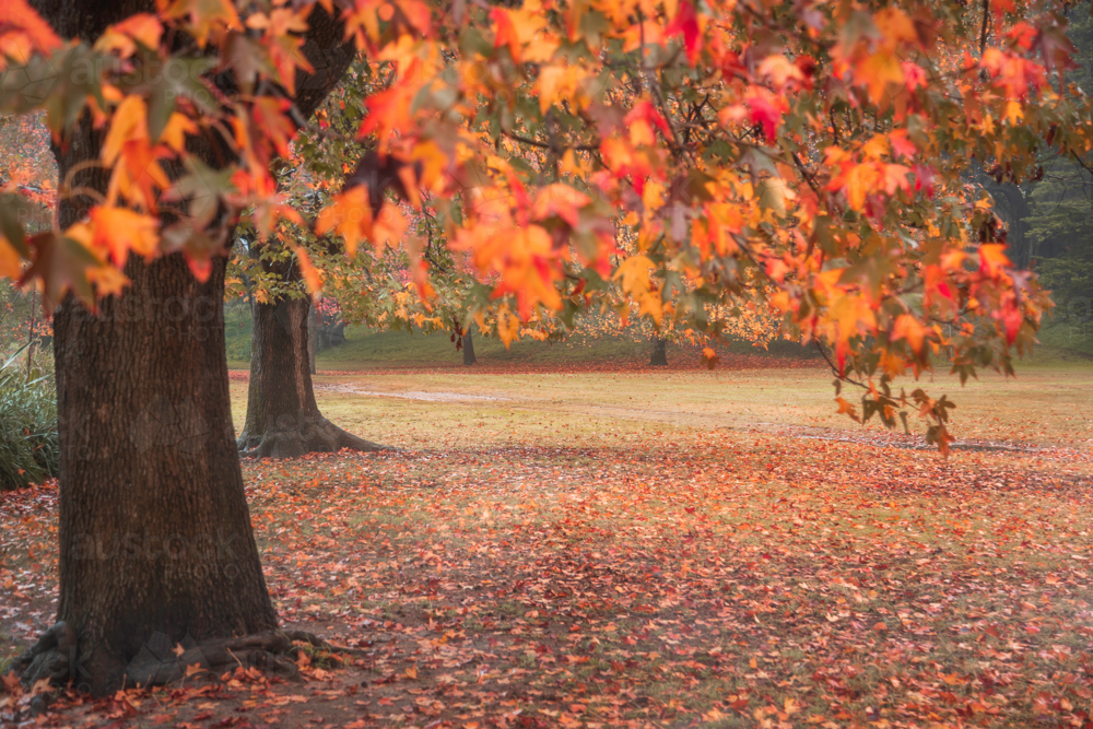 Autumn leaves in Centennial Park - Australian Stock Image