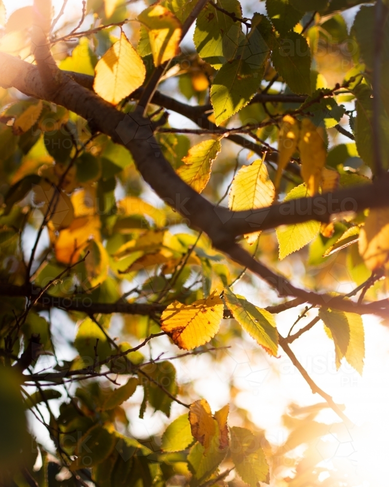 Autumn Leaves in front of the Rising Sun - Australian Stock Image