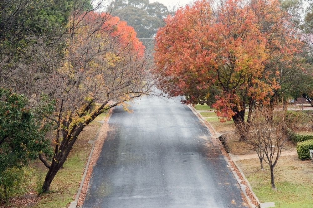 Autumn leaves line street while looking down at road. - Australian Stock Image