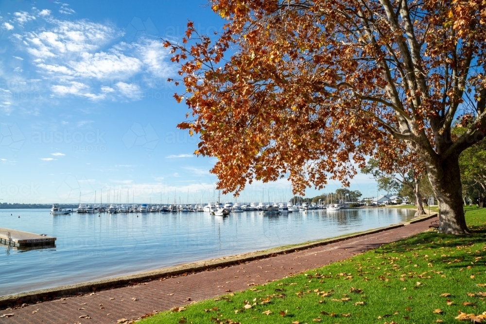 Autumn leaves of London Plane Tree along river edge. - Australian Stock Image