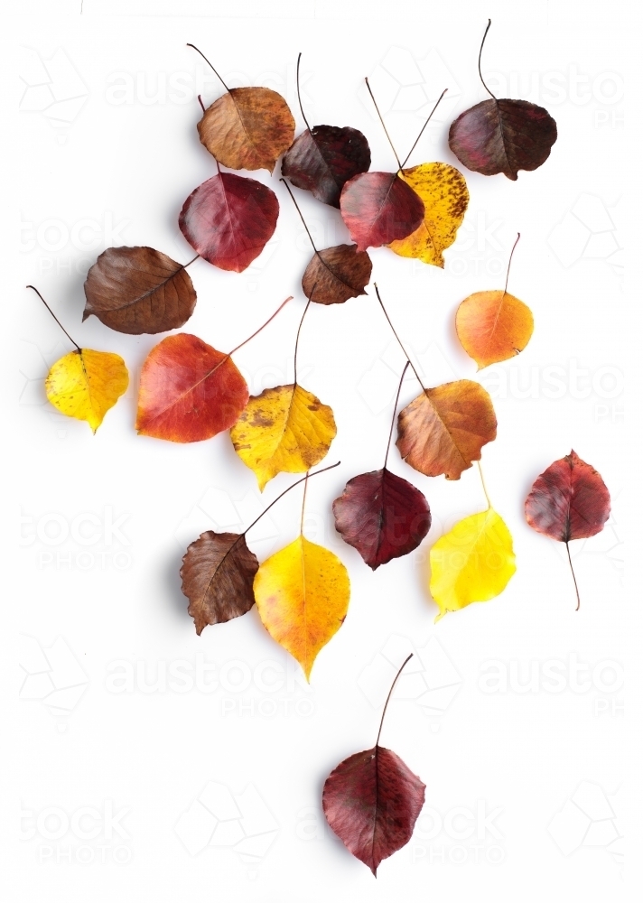 Autumn leaves of various colours on blank background - Australian Stock Image