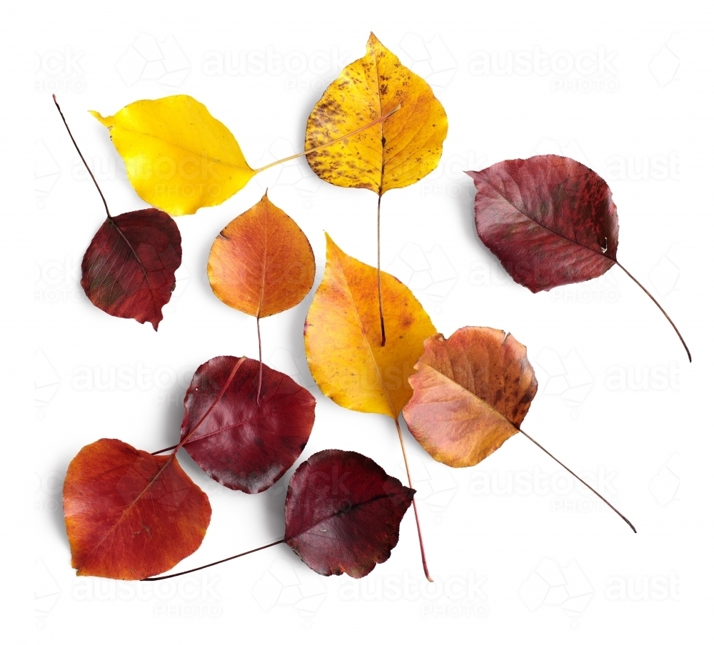 Autumn leaves of various colours on blank background - Australian Stock Image