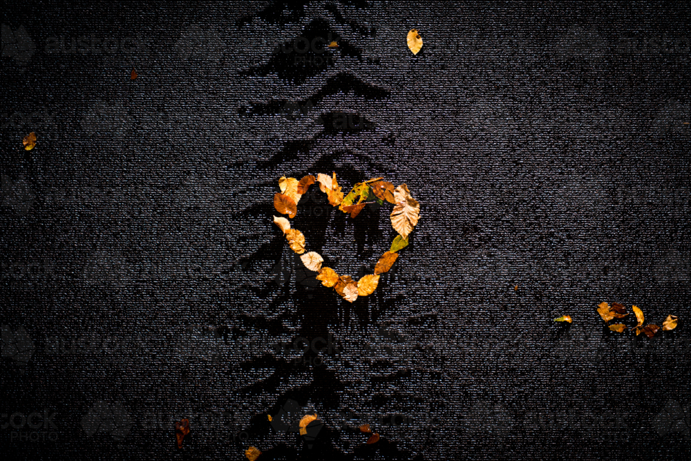 Autumn Leaves on a Black Wall - Australian Stock Image