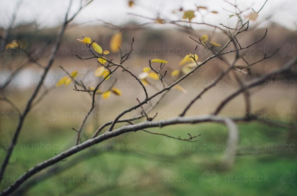 Autumn leaves on a branch - Australian Stock Image