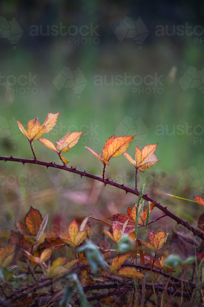 Autumn leaves on a branch - Australian Stock Image