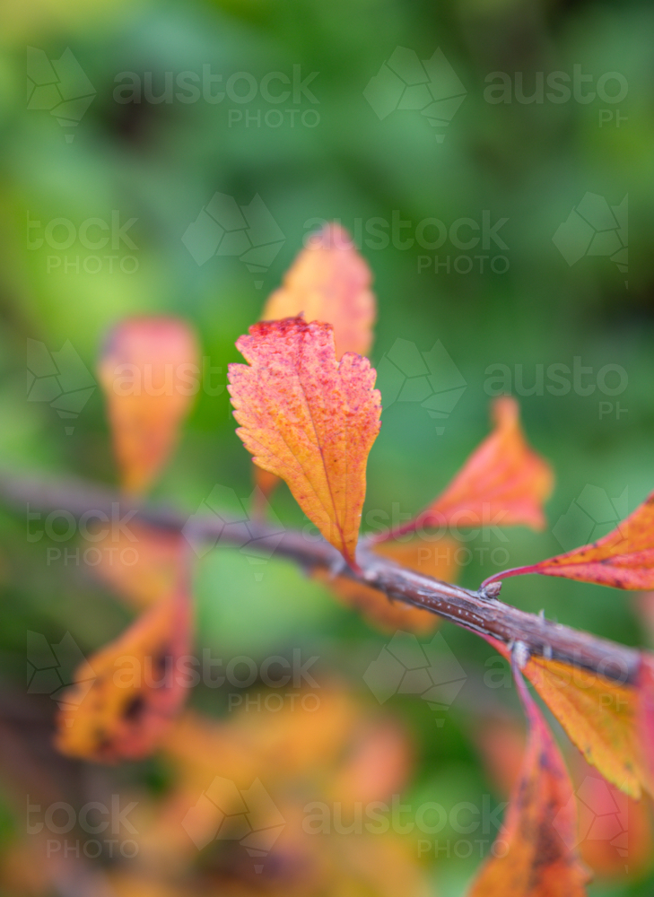 Autumn leaves on a branch with green background - Australian Stock Image