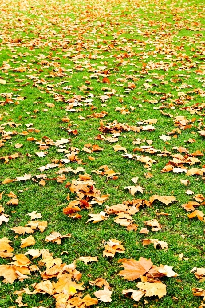 Autumn leaves on a grassy park lawn. - Australian Stock Image