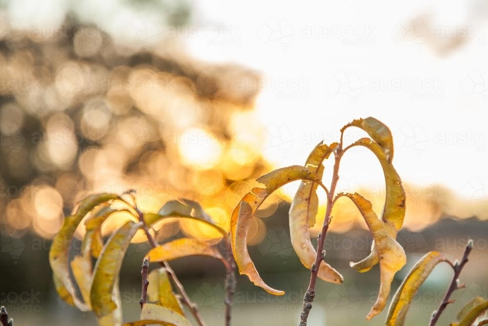 Autumn leaves on a peach tree at sunset - Australian Stock Image
