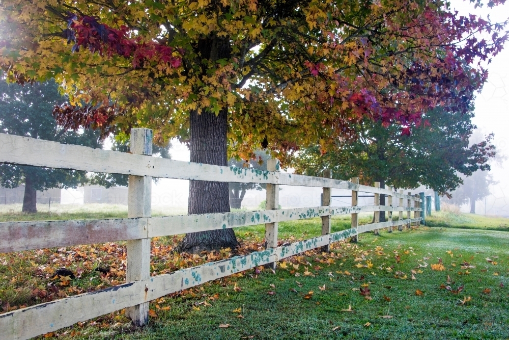 Autumn leaves on a tree beside a white post and rail fence - Australian Stock Image
