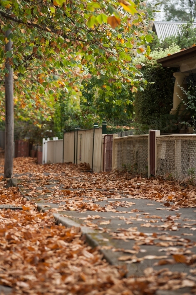 Autumn leaves on a tree lined footpath - Australian Stock Image