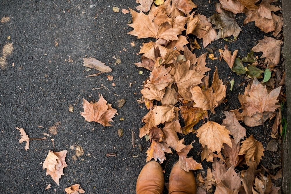 Autumn leaves on ground - Australian Stock Image