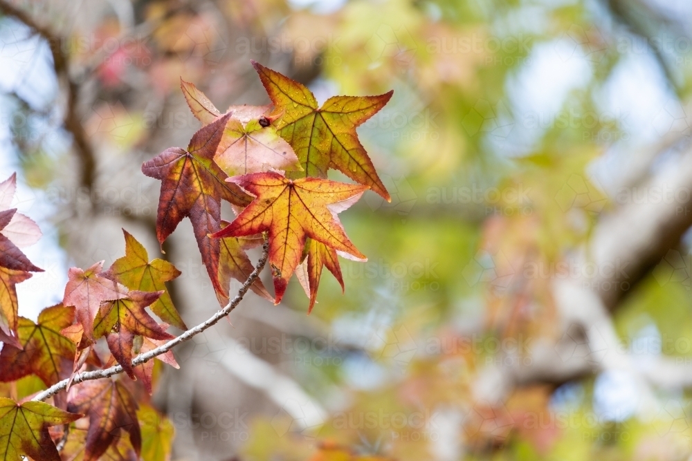 autumn leaves on small branch - Australian Stock Image