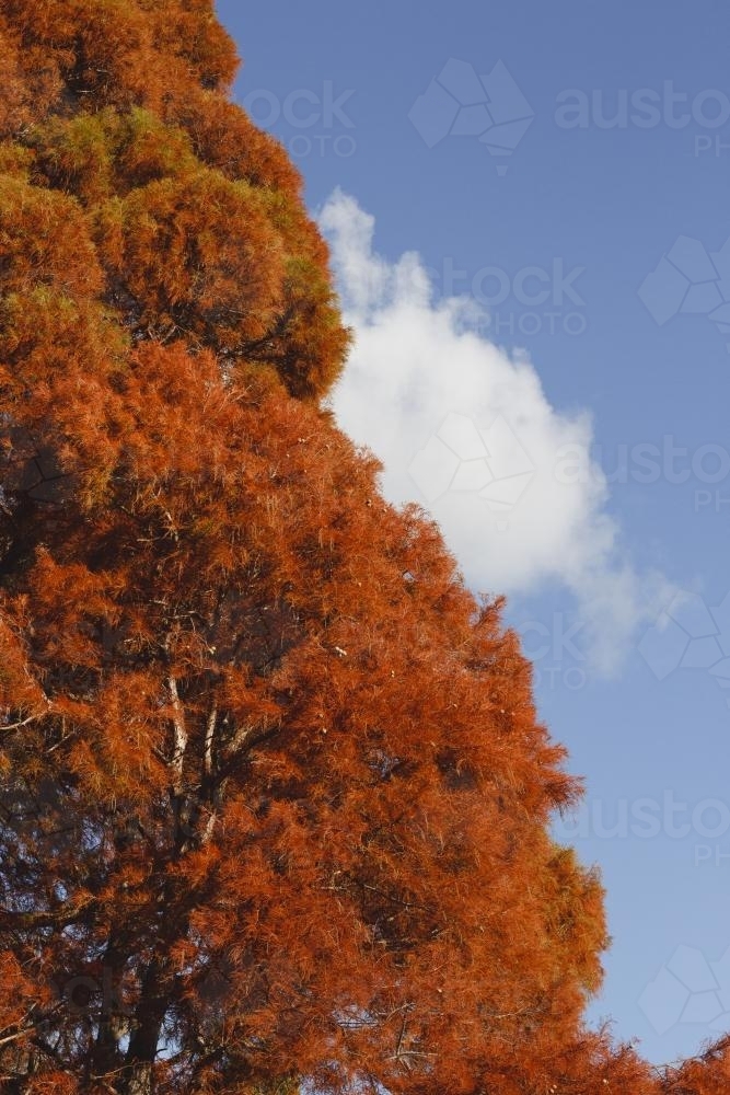Autumn leaves on tall tree - Australian Stock Image