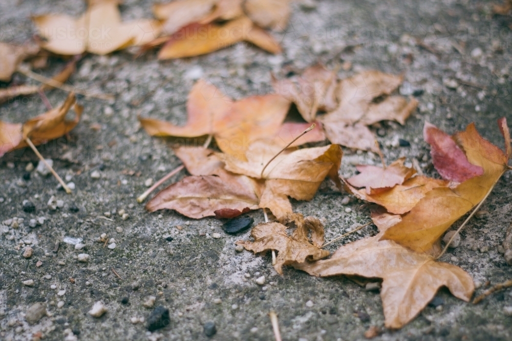 Autumn leaves on the ground - Australian Stock Image