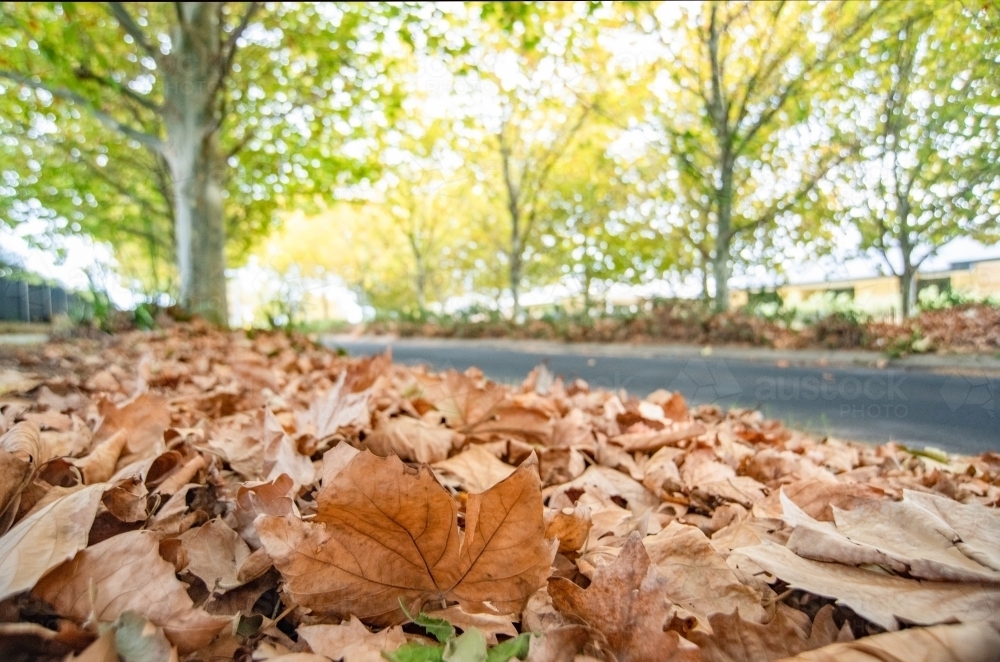 Autumn leaves on the side of the street. - Australian Stock Image