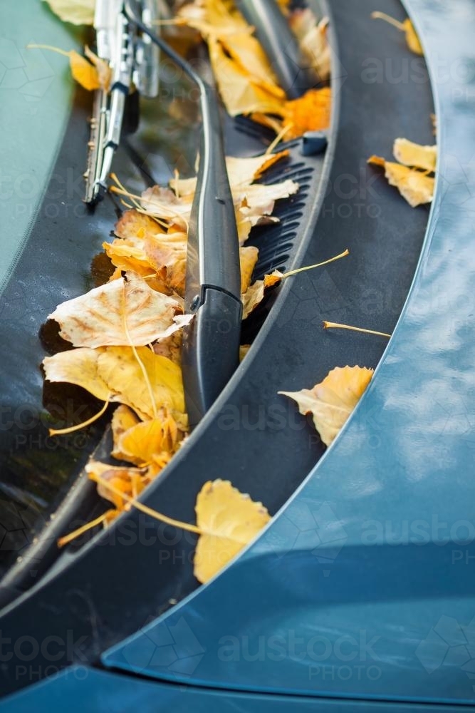 Autumn leaves on the windsreen of a car - Australian Stock Image