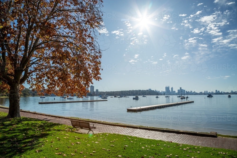 Autumn leaves on tree on edge of Swan River with Perth City in background. - Australian Stock Image