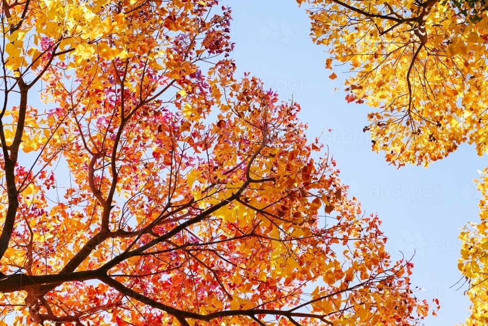 Autumn leaves on trees - Australian Stock Image