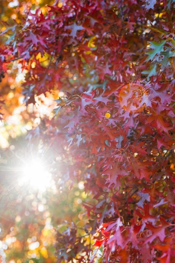 Image of autumn leaves with sun flare - Austockphoto
