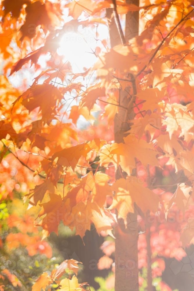 autumn leaves with sun flare - Australian Stock Image