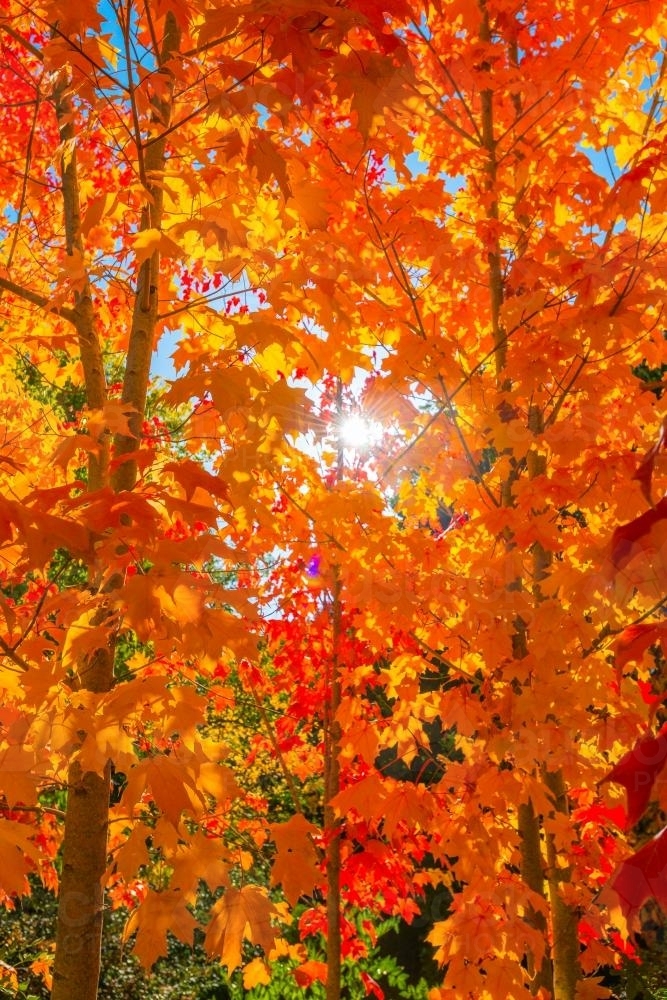 Image of autumn leaves with sun flare - Austockphoto