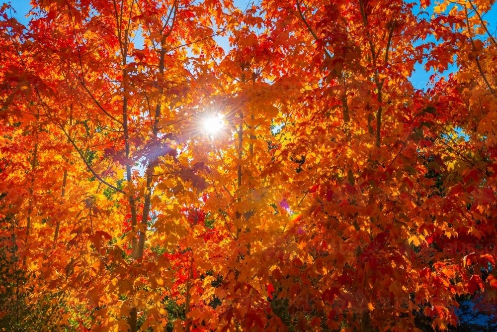 Image of autumn leaves with sun flare - Austockphoto