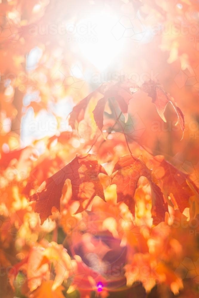 Image of Autumn leaves with sun flare - Austockphoto