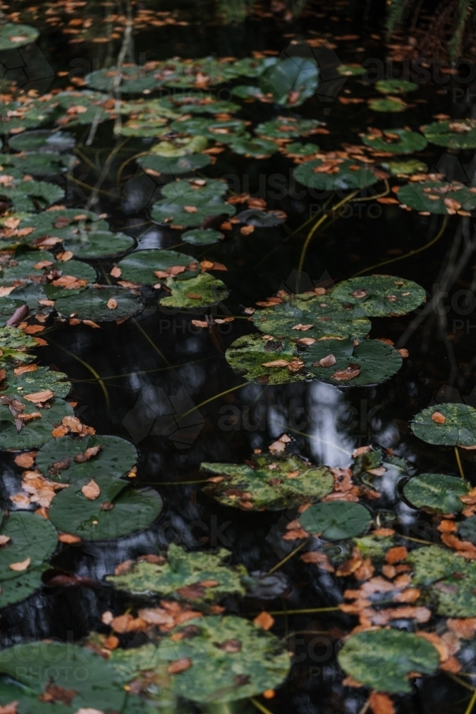 Autumn Lily pad - Australian Stock Image