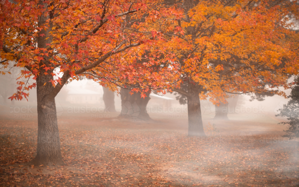 Autumn morning fog in Berrima - Australian Stock Image