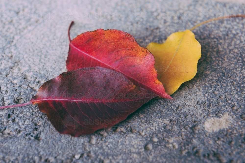 Autumn scene: closeup of colorful leaves lying on rough ground. - Australian Stock Image
