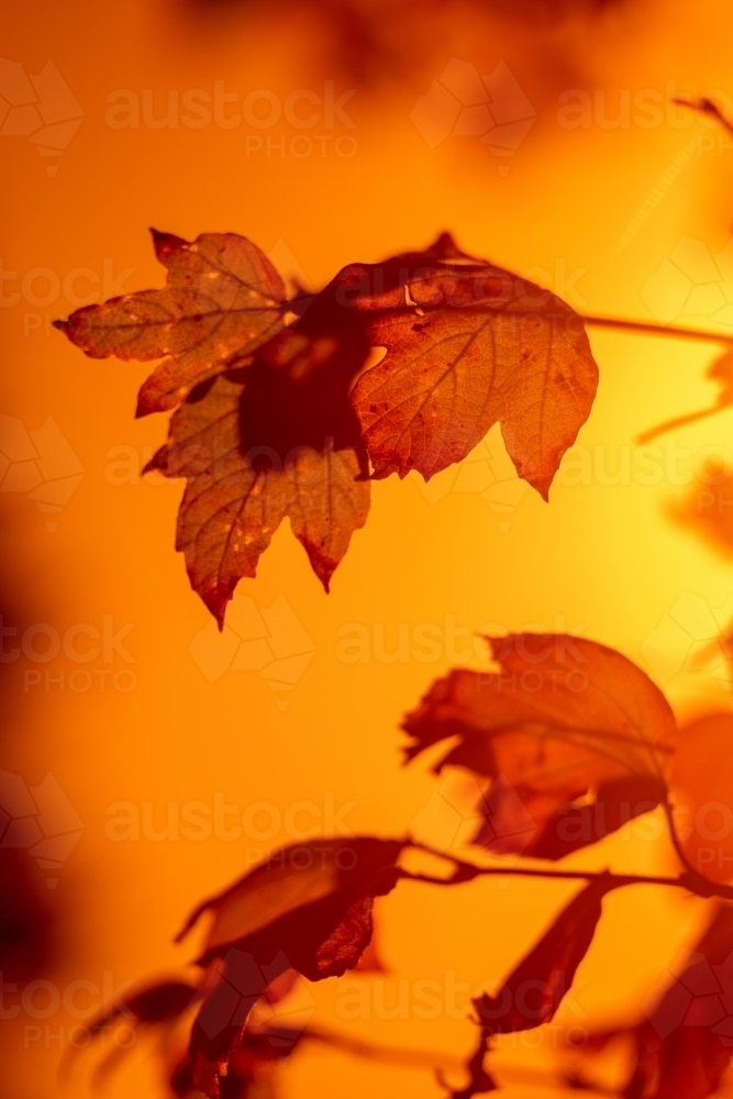 autumn sunset - Australian Stock Image