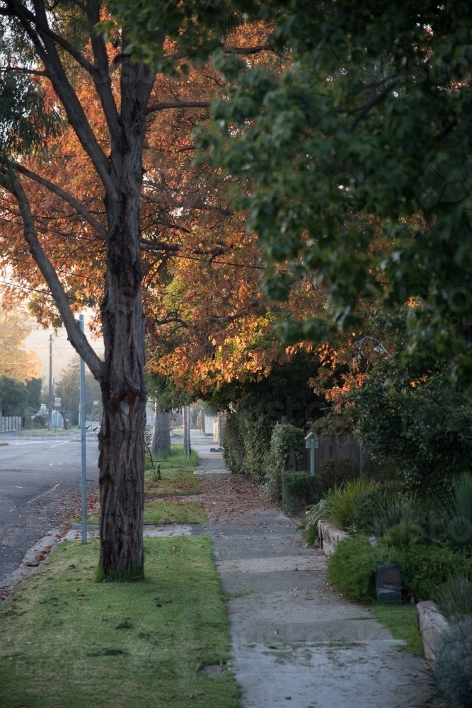 Autumn sunset on suburban street - Australian Stock Image