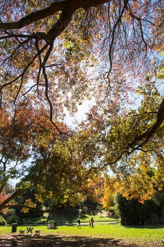 Image of Autumn tree and leaves in a park with sun flare and people in ...