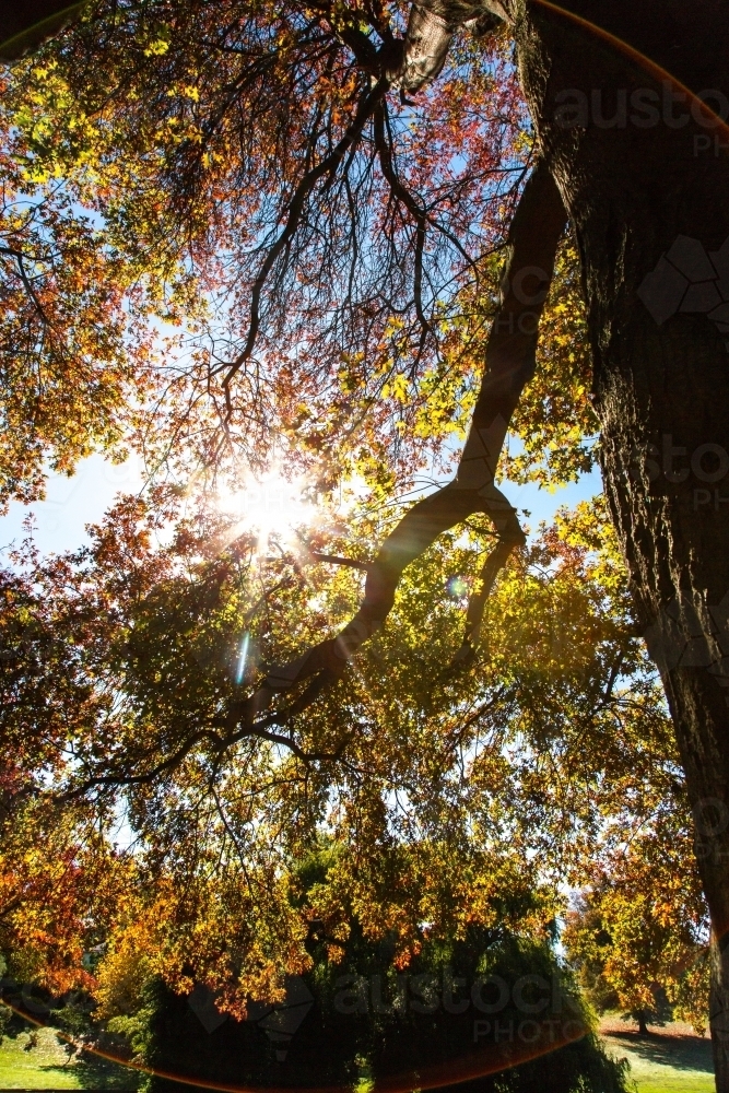 Image of Autumn tree and leaves in a park with sun flare - Austockphoto