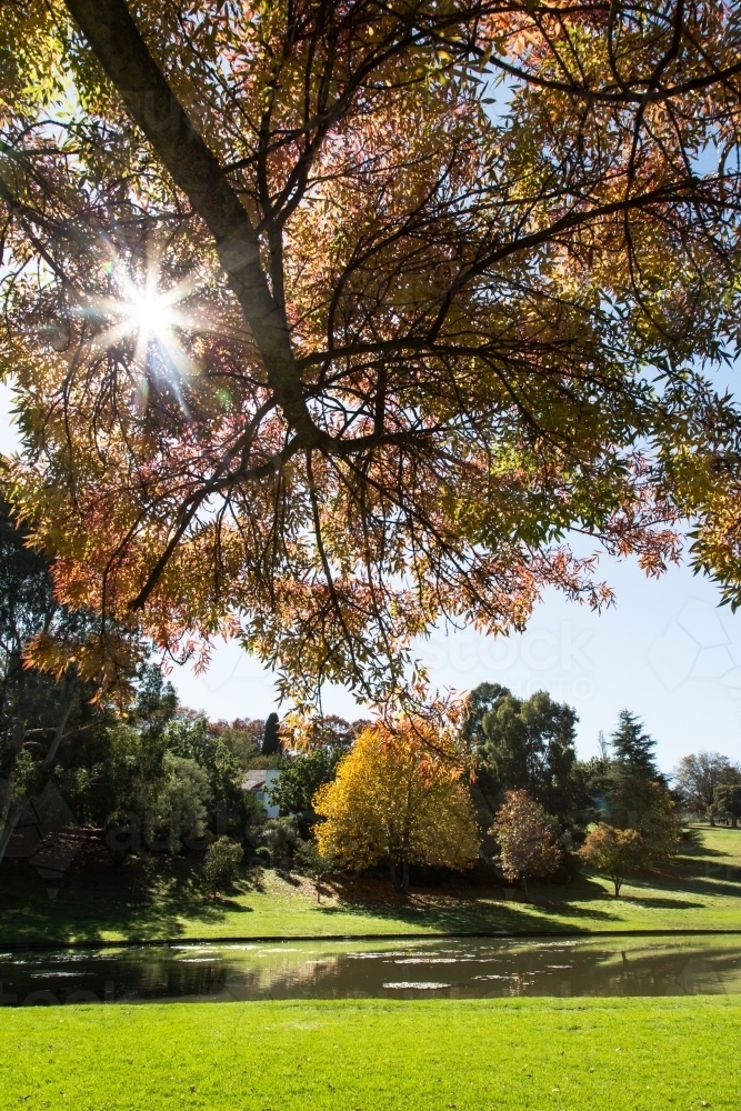 Image of Autumn tree and leaves in a park with sun flare - Austockphoto