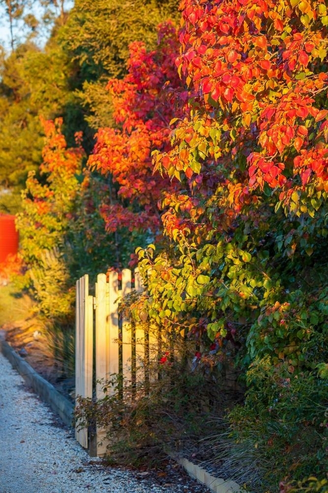 Autumn trees down a fenceline - Australian Stock Image