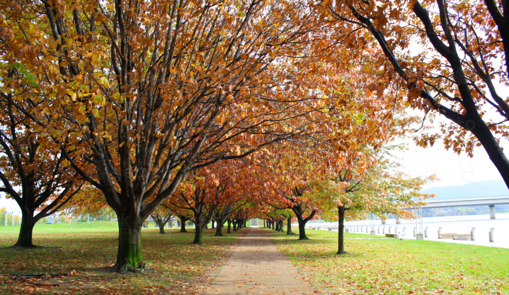 Autumn trees with branches overhead forming avenue over path through parkland - Australian Stock Image