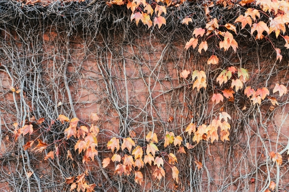 Autumn view: red ivy covered old brick wall. - Australian Stock Image