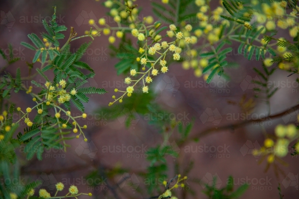 Autumn wattle blossoms blooming - Australian Stock Image