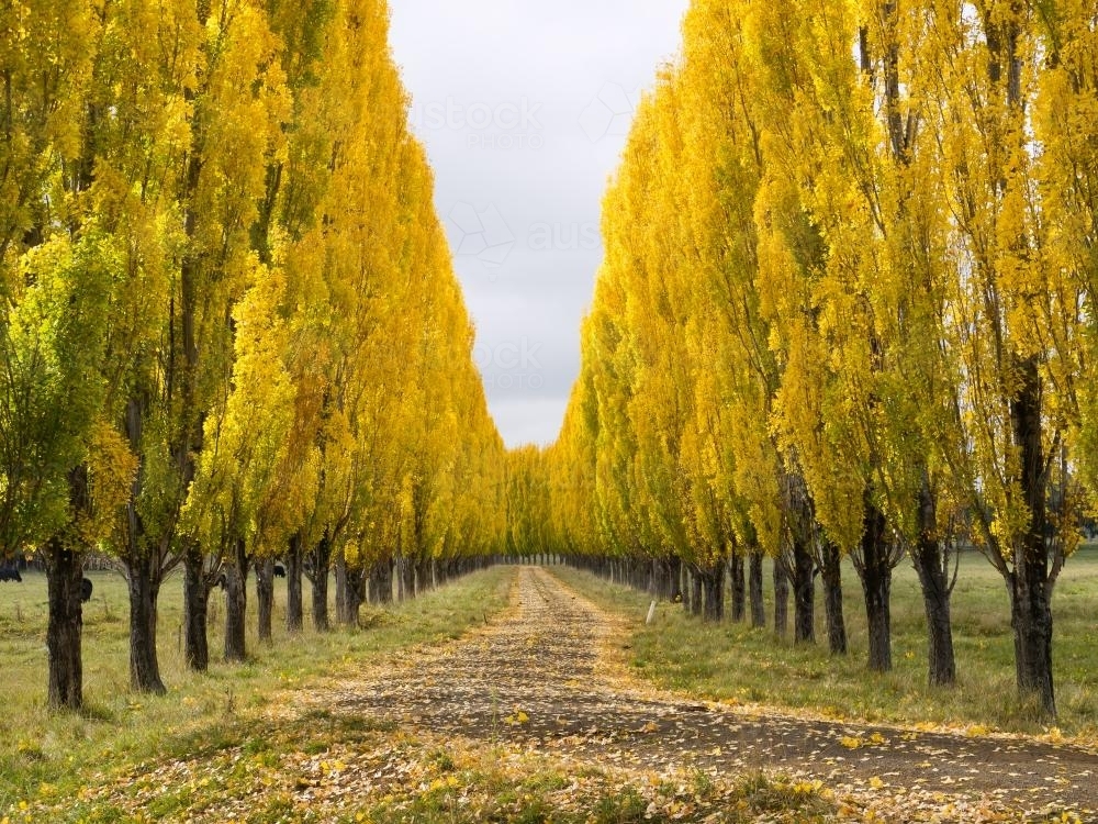 Avenue of golden poplar trees - Australian Stock Image
