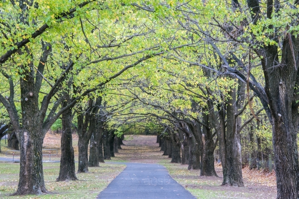 Avenue of green and yellow autumn leaves. - Australian Stock Image