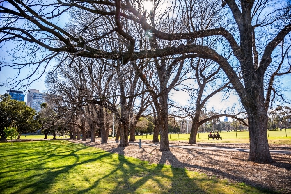 Avenue of Trees in Park - Australian Stock Image