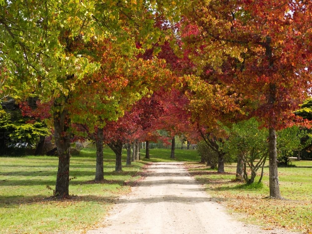 Avenue of trees with autumn leaves - Australian Stock Image