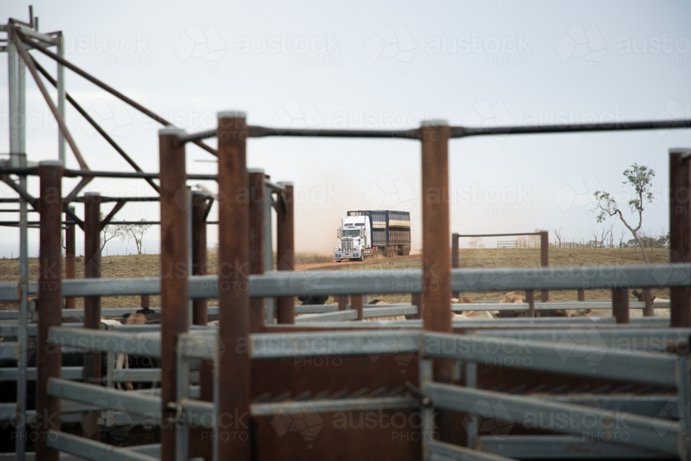 B-double stock truck seen approaching through cattle yards - Australian Stock Image
